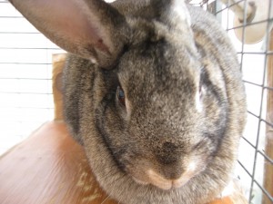 brown rabbit