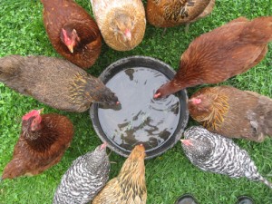 chickens-at-water-dish