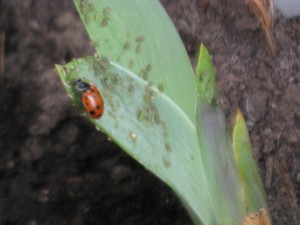 ladybug and aphids on iris