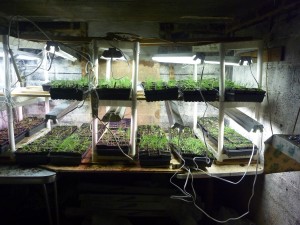 the basement nursery