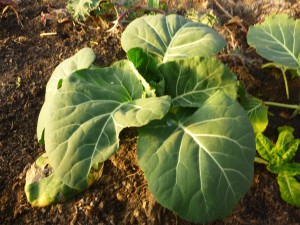 winter collards