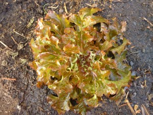 winter red sails lettuce