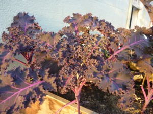 winter redbor kale