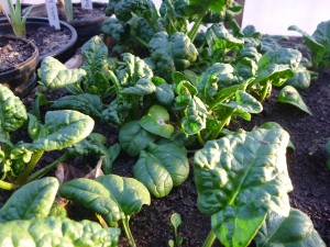 winter spinach
